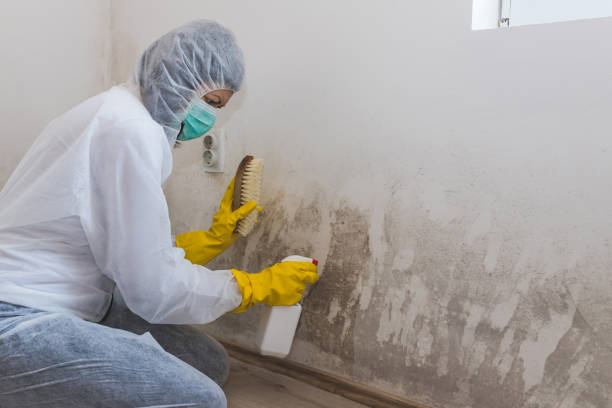 Best Mold Odor Removal Services  in Mill Neck, NY